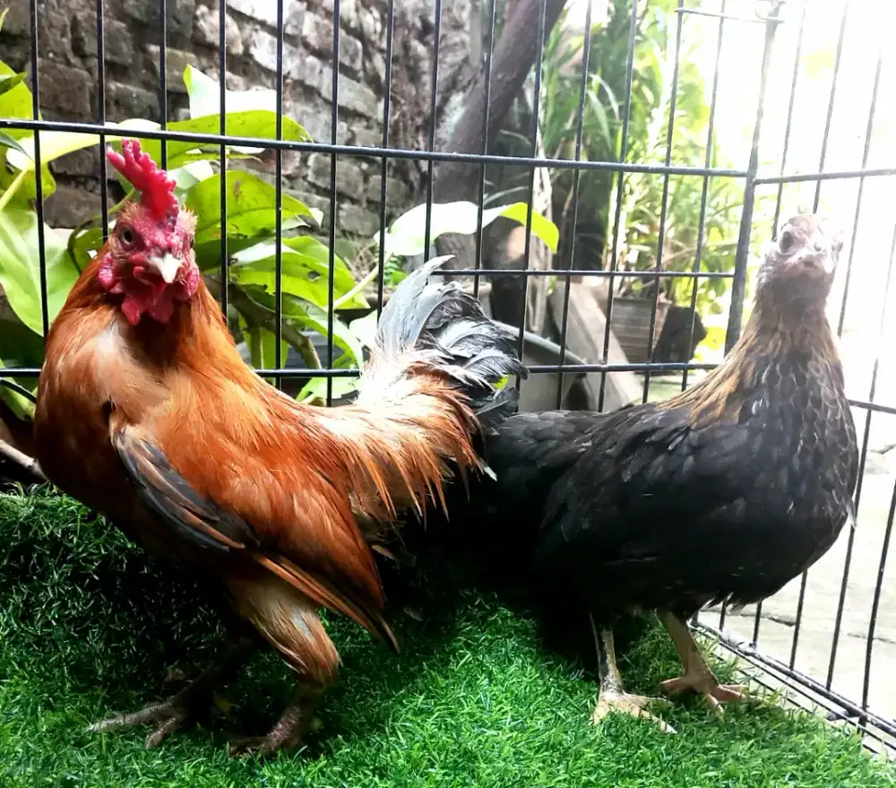sepasang Ayam Tema