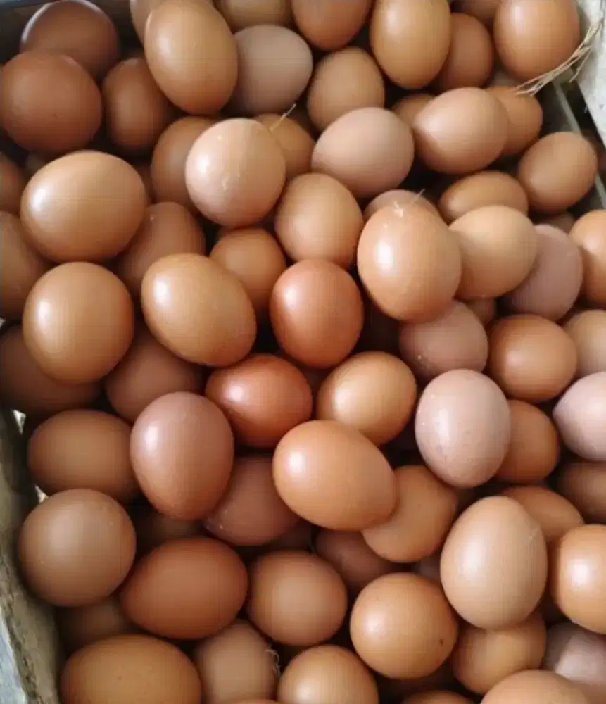 Telur ayam negri dan omega