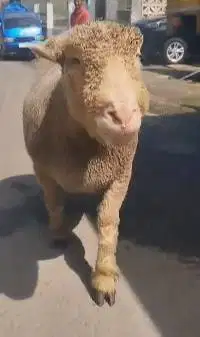 domba merino superan 90kiloan jumbo siap hewan qurban premium 2026 top