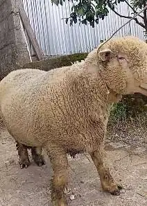 domba merino superan 90kiloan jumbo siap hewan qurban premium 2026 top