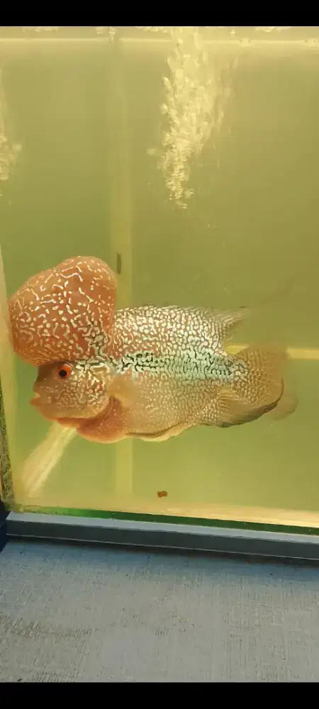 Lohan louhan Srd bommhead jenong bommm,cocok buat pajangan