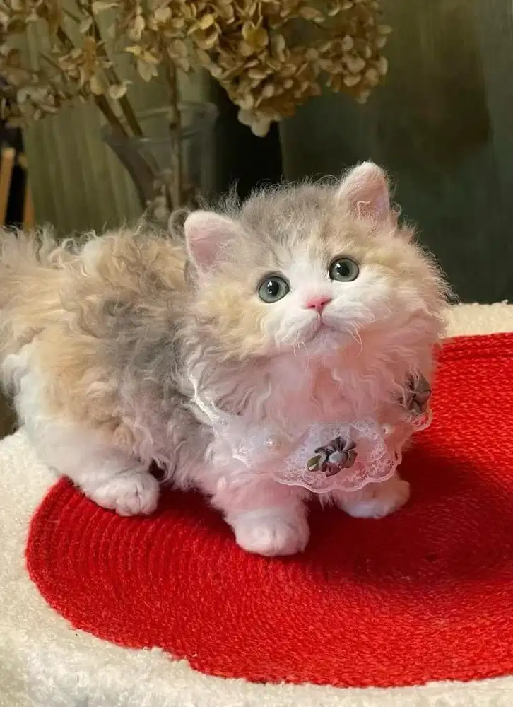 munchkin selkirk rex