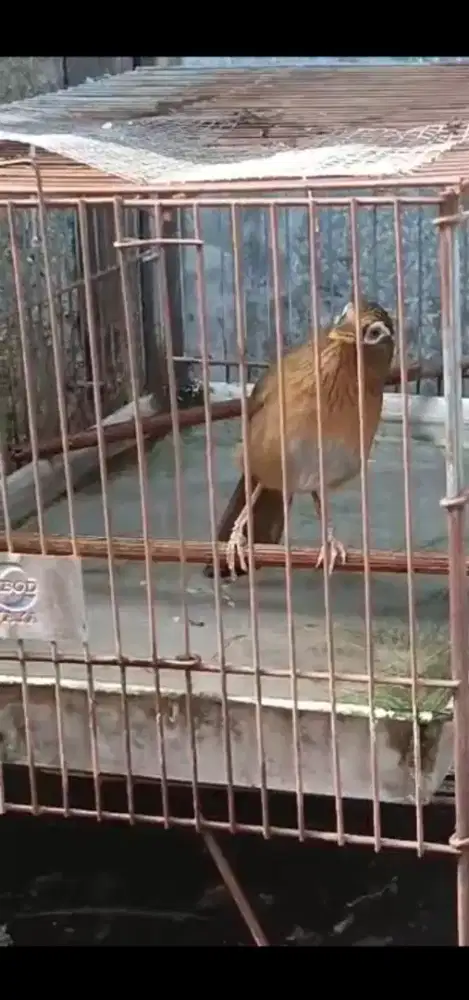 Wambi Hutan warisan Bokap sangat Rajin