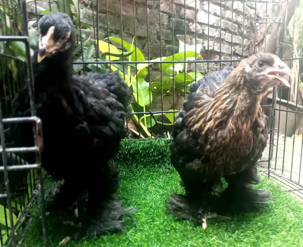 Sepasang ayam black brahma