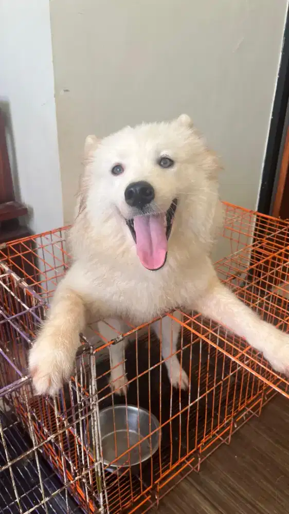 Anjing Samoyed Betina Stambum