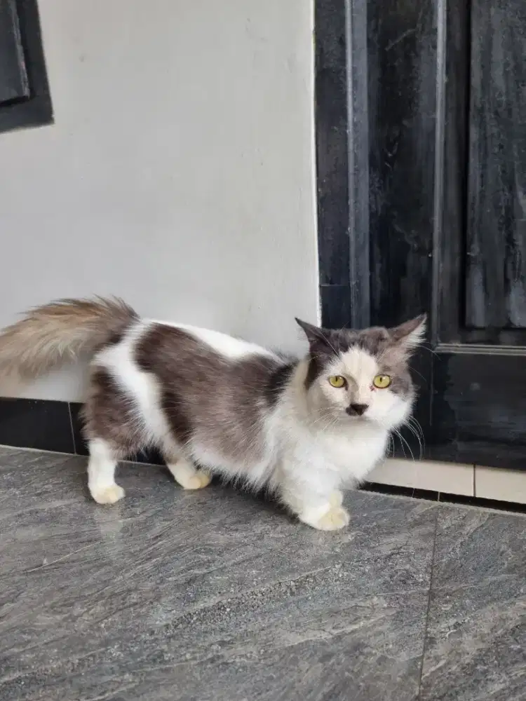 Kucing Munchkin Jantan