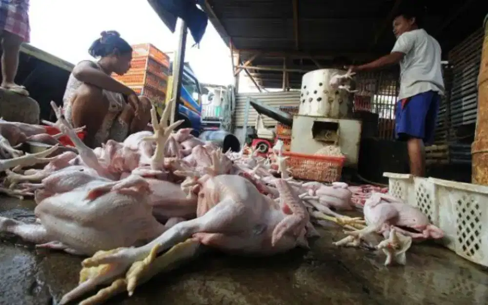 Lowongan Quality Control Helper dan kurir pengiriman  Ayam Potong