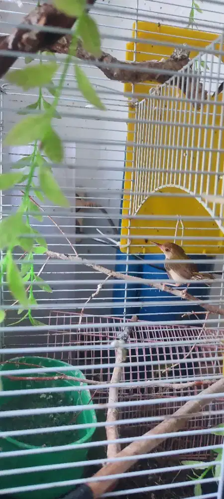 Prenjak lumut sepasang sdh bunyi dua duanya