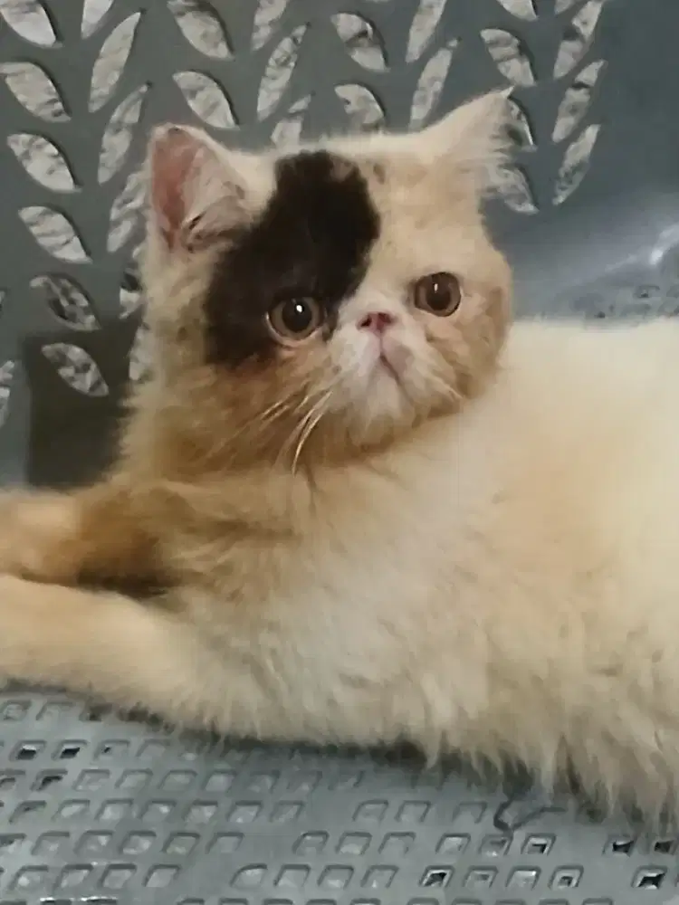 Jual KUCING Persia Exotic