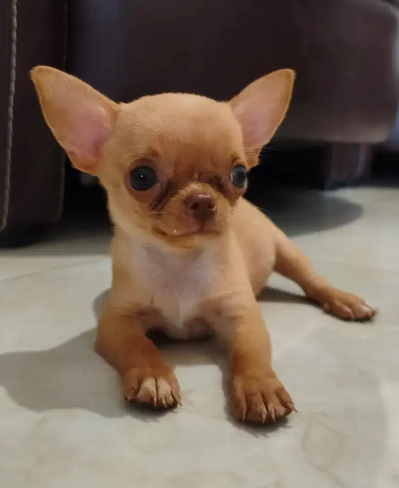 Chihuahua Puppy