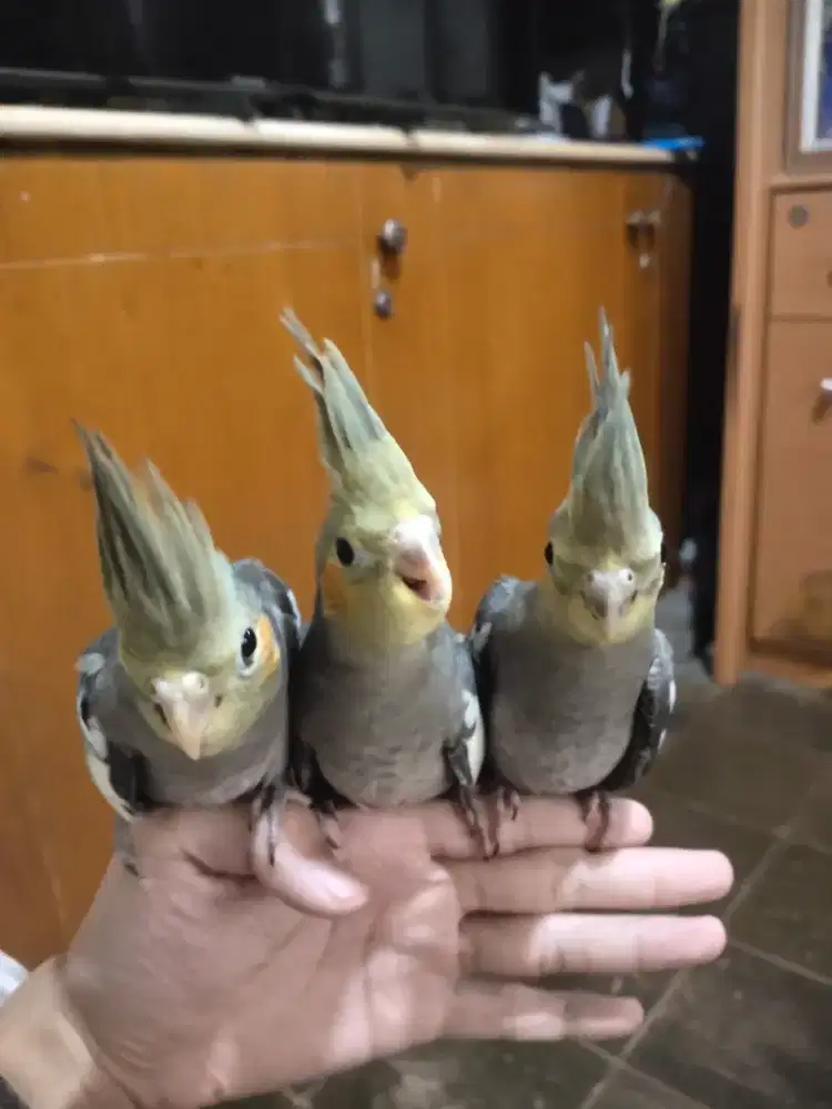 Parkir Australia Falk Grey