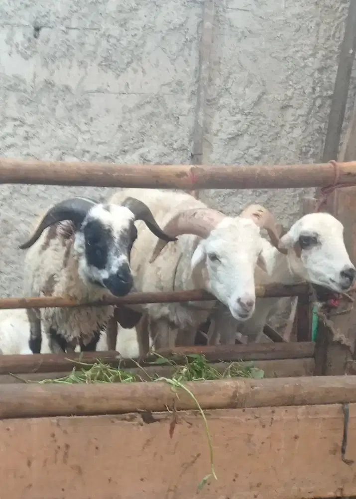 domba qurban dan aqiqah