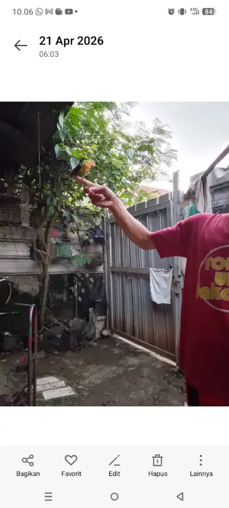 Love bird sepasang jinak total