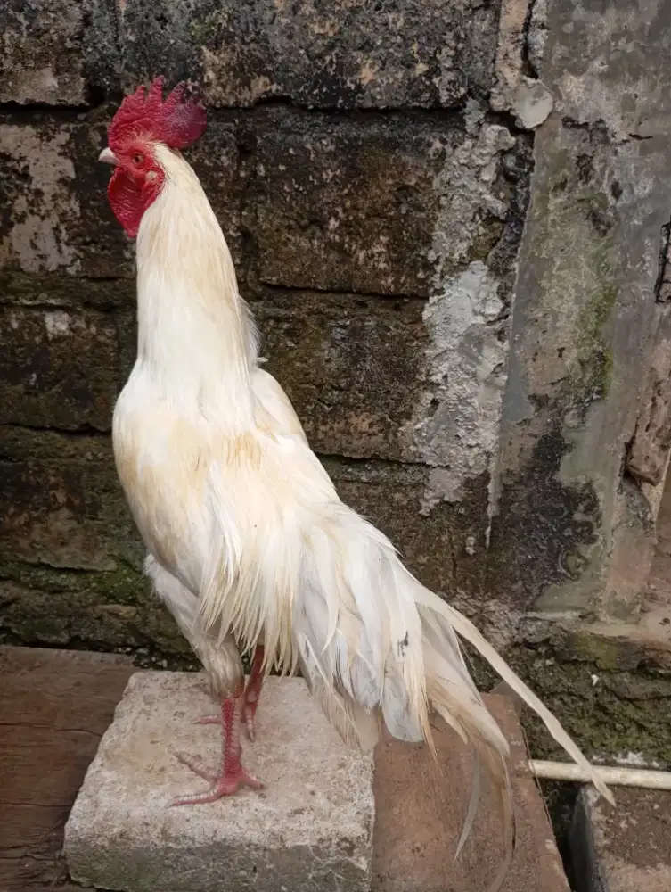 Ayam kampung putih jantan jago
