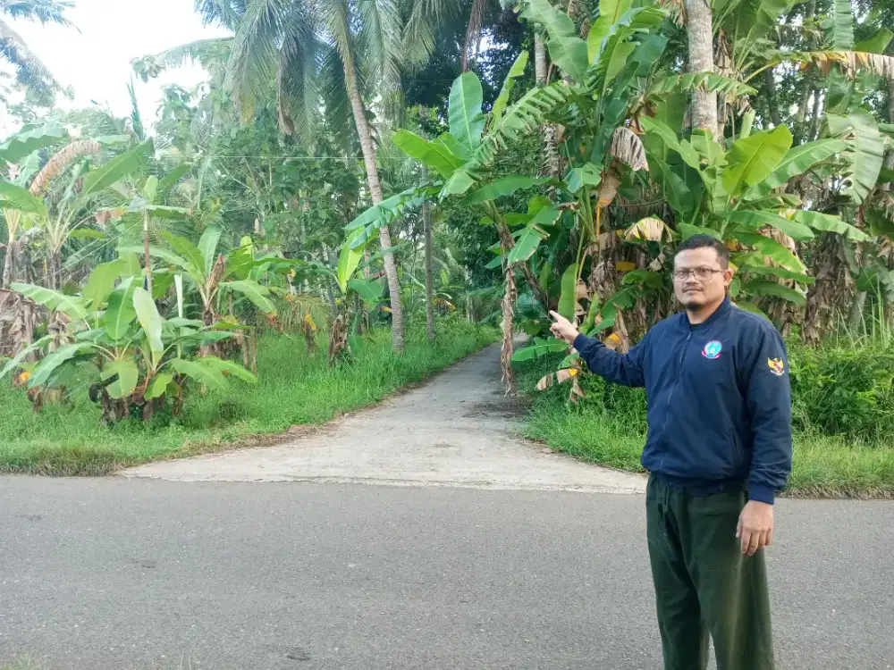 Jual tanah strategis untuk hunian. Subur di atasnya  pohon kelapa