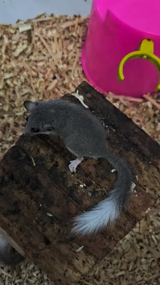 Dormice anak borongan
