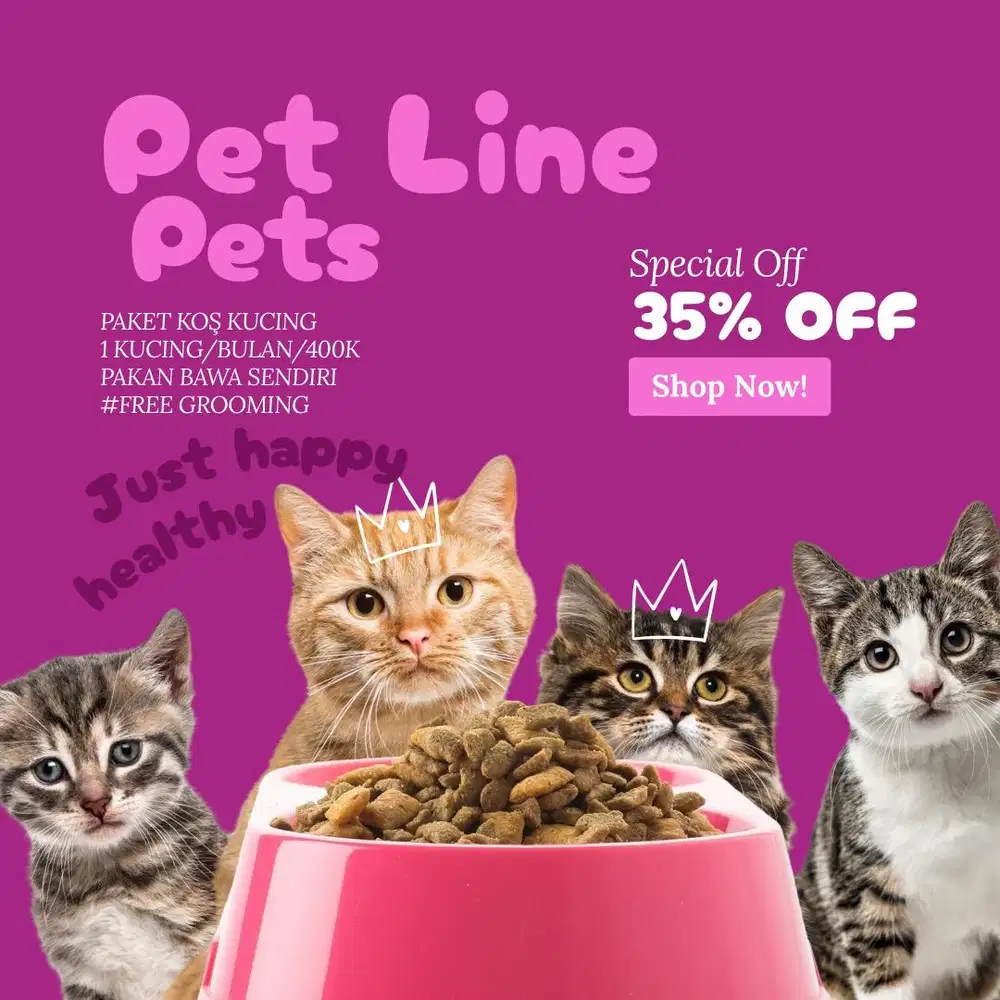 Penitipan kucing jogja, penitipan kucing murah, penitipan kucing