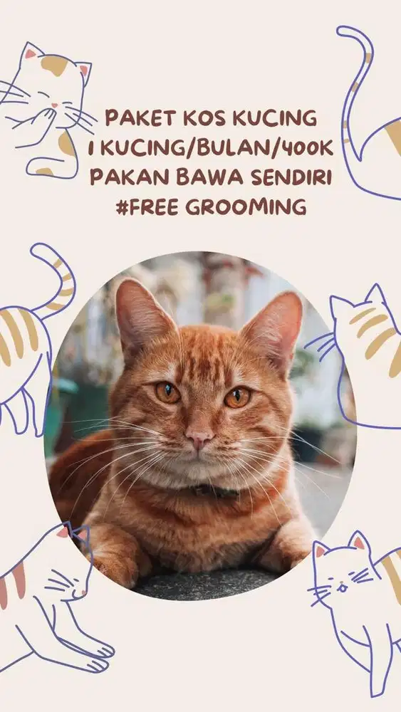 Penitipan kucing jogja, petshop jogja, grooming jogja