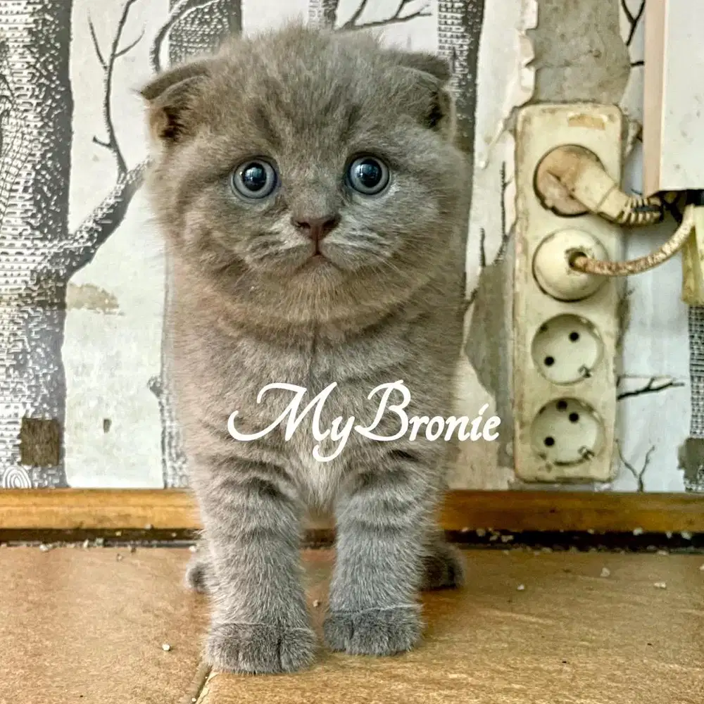 Kucing scottish fold betina anakan import