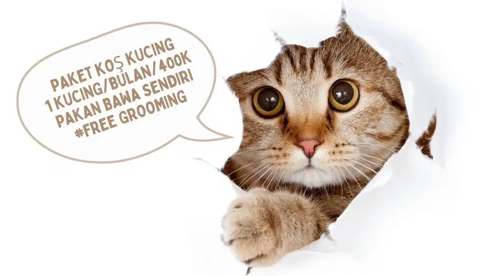 Penitipan kucing jogja, petshop jogja, grooming jogja