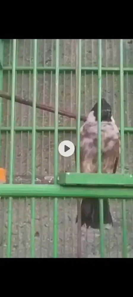 Kutilang dada berorok dari lolohan burung jinak banget