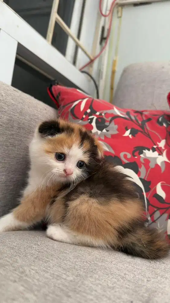Kitten kucing ras Bsh x Fold