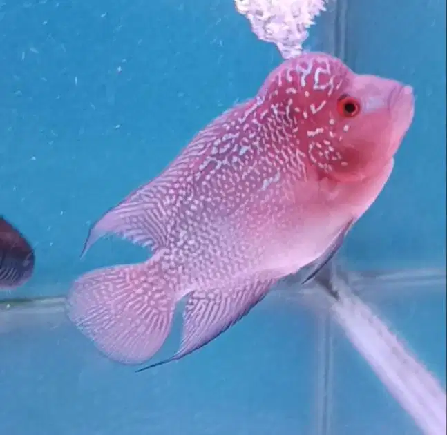 ikan louhan kamfa lokal di Medan.