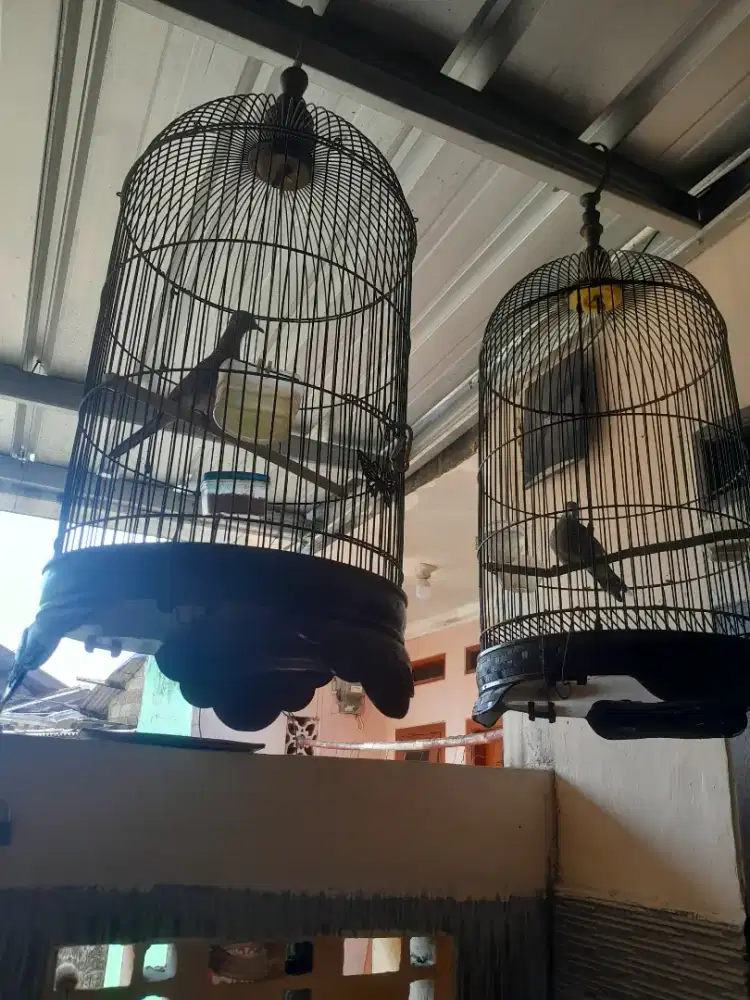 Di jual 2 ekor burung perkutut sama kandang y bunyi semua