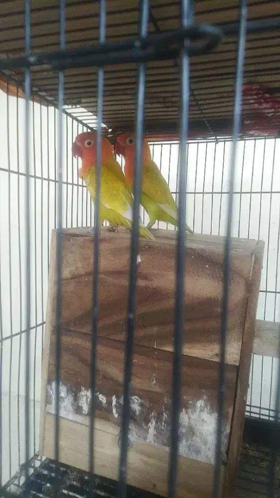 Dijual sepasang  love bird gen turunan lutino umur jalan 7 bulan