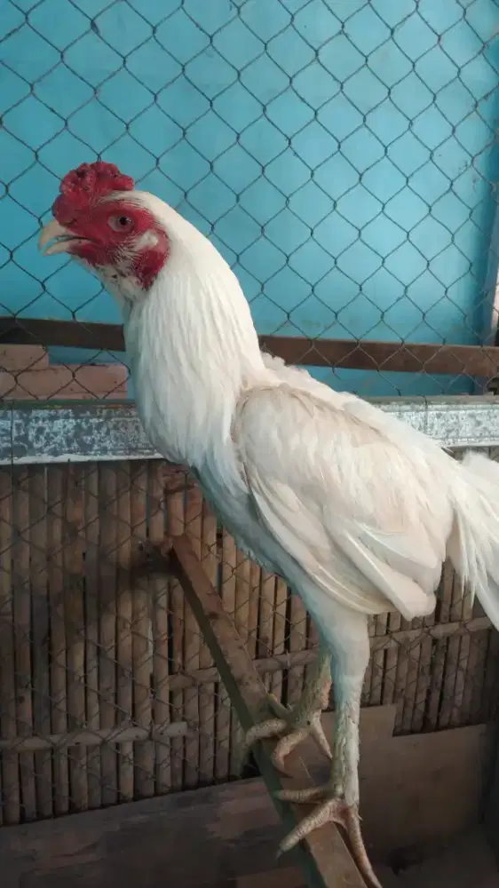 Ayam Bangkok putih / khoytrad / pakhoy