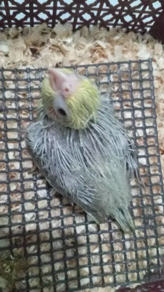 Burung Parkit Australia Falk Lolohan Jinak