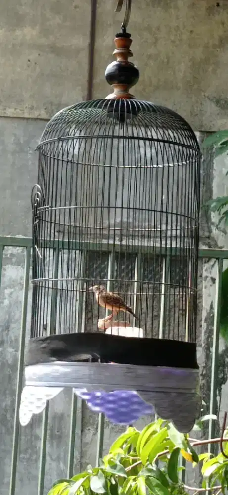 Branjangan parva gacor