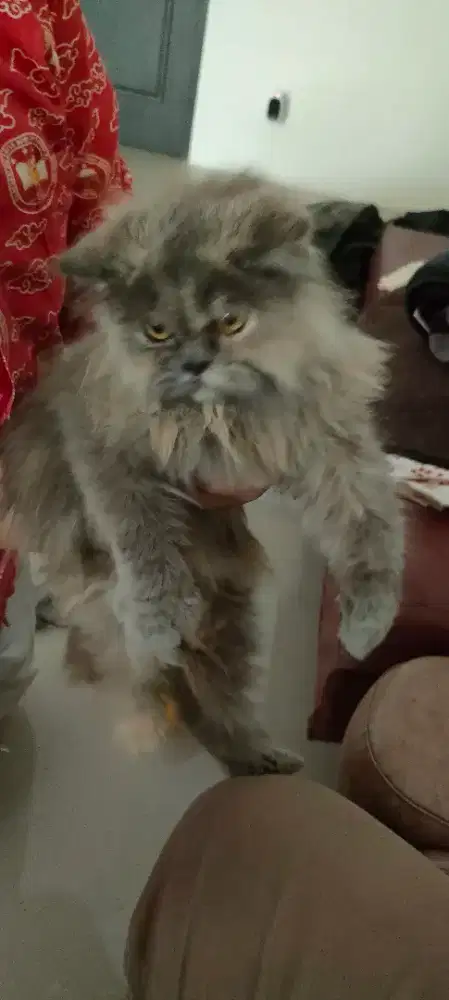 Jual Kucing Persia Abu Gemuk