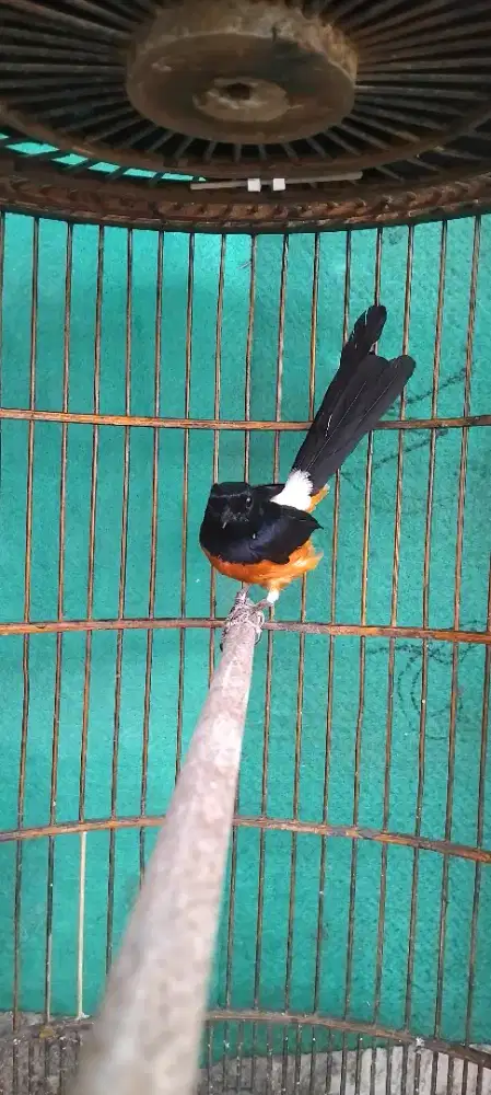 Murai borneo / kalimantan