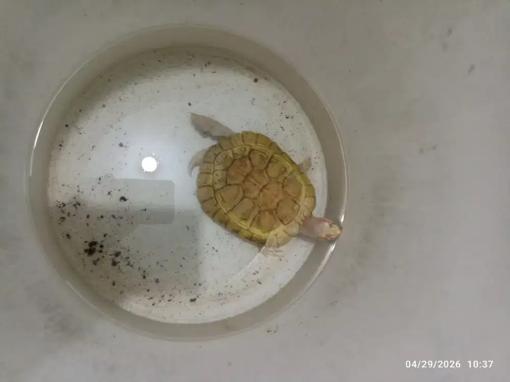 Res albino, jual cepat