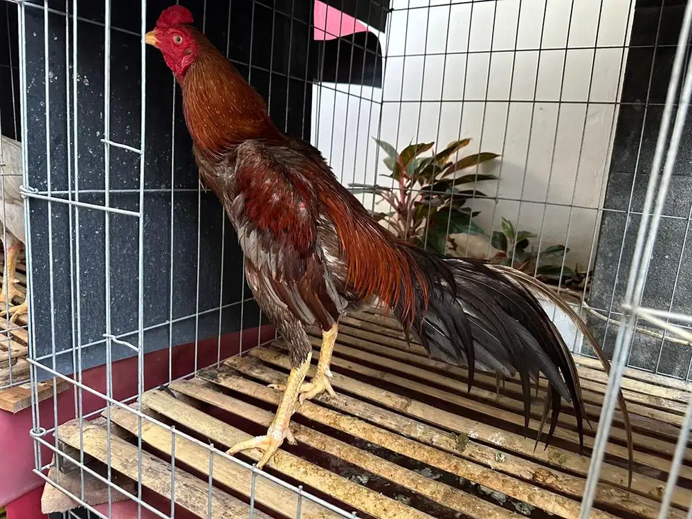 Ayam Bangkok teknik