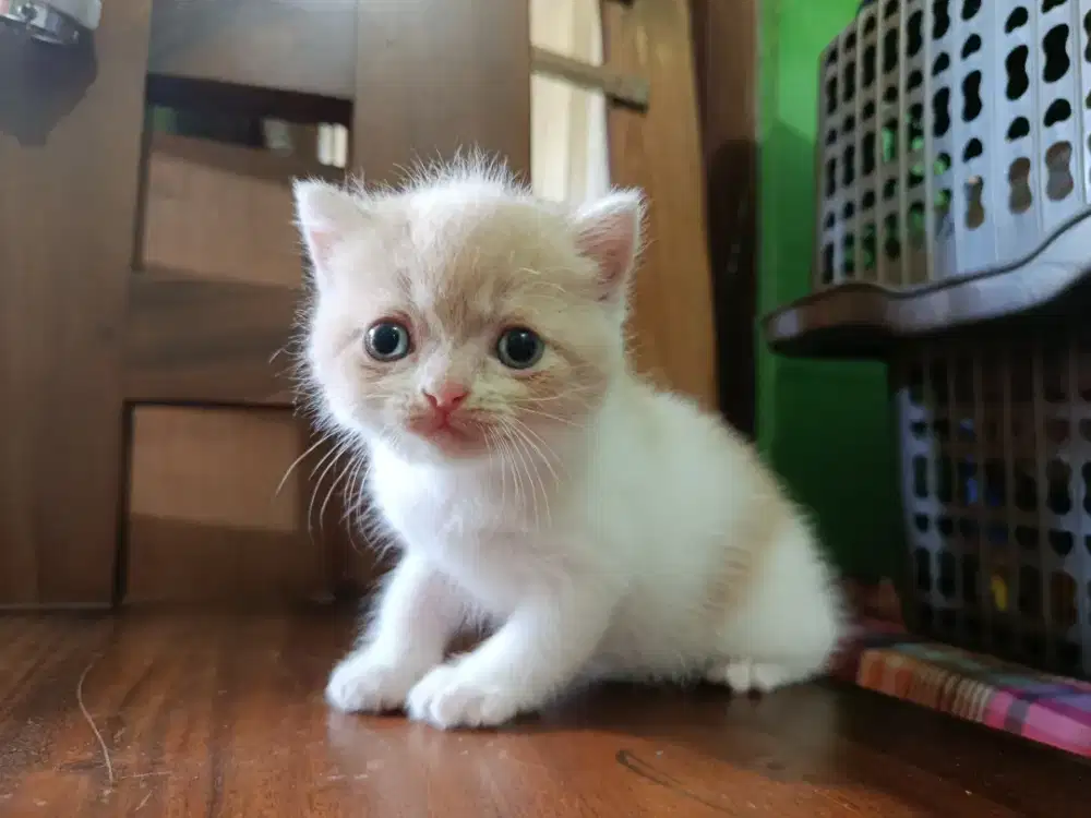 BSH betina creamy 2bln