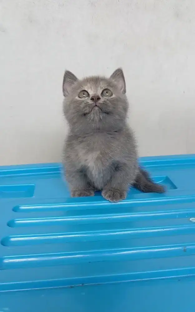 BSH Munchkin blue torty