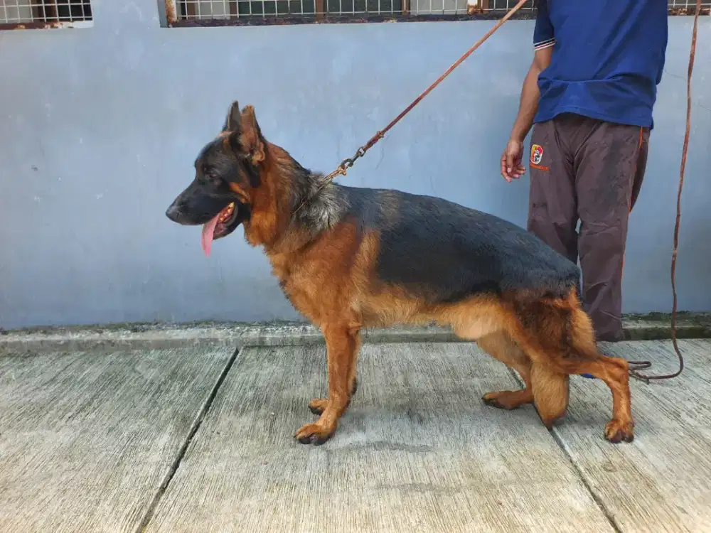 Gsd jantan line impor