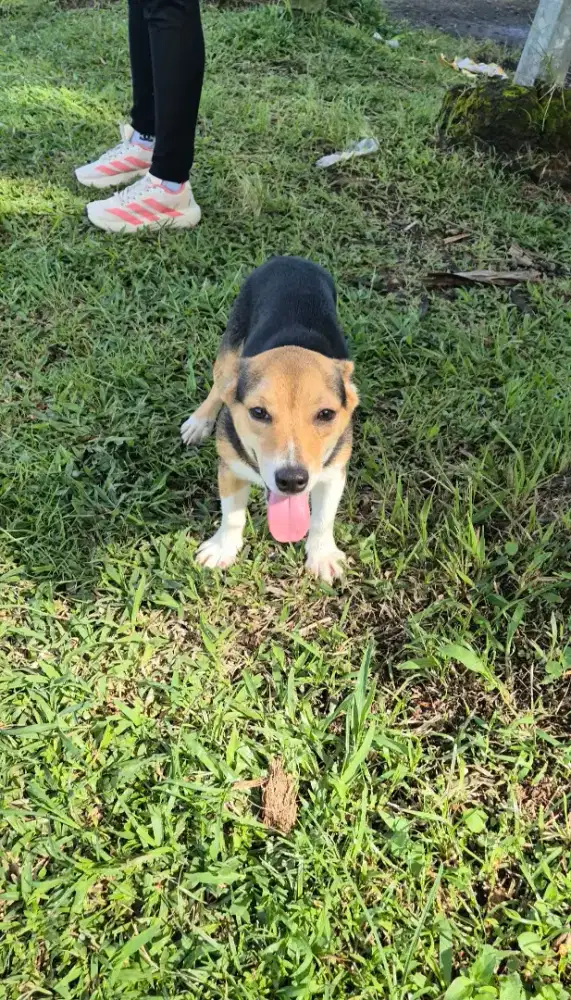 corgi betina cakep sekali