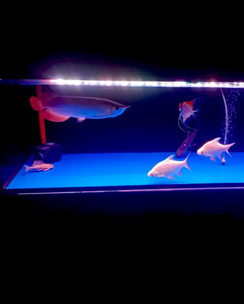 Ikan Arwana Super Red