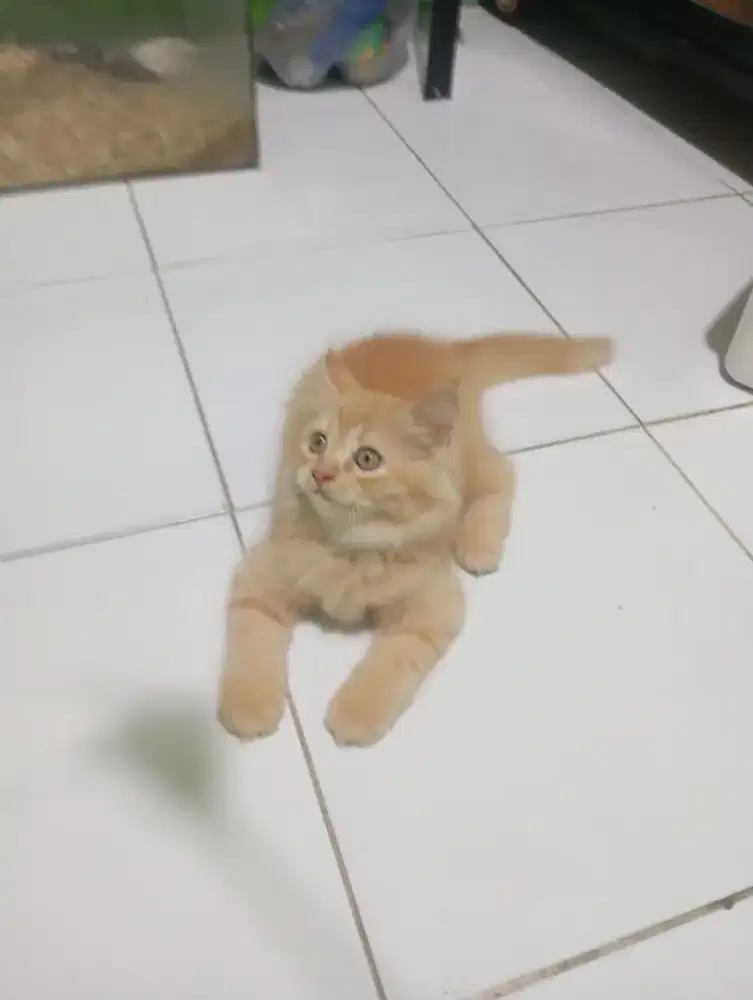 Kucing persia Himalaya