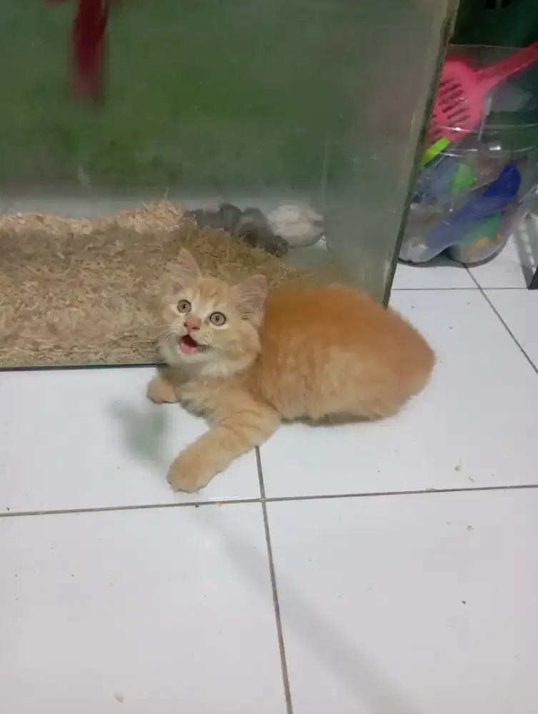 Kucing Persia longhair