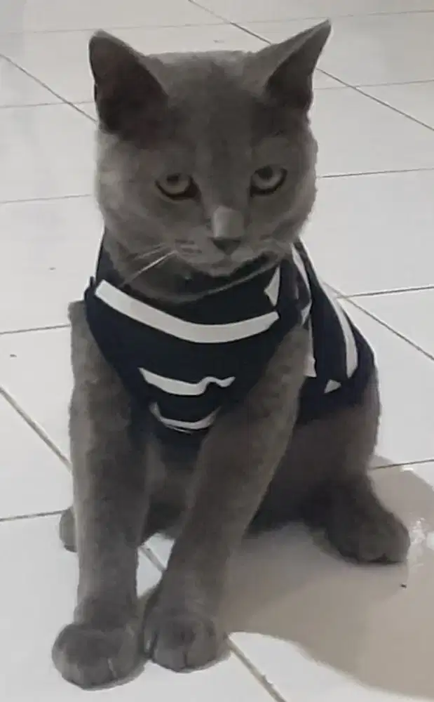 Barang kali ada yang mau adopsi Kucing British Scottish  (BSH).