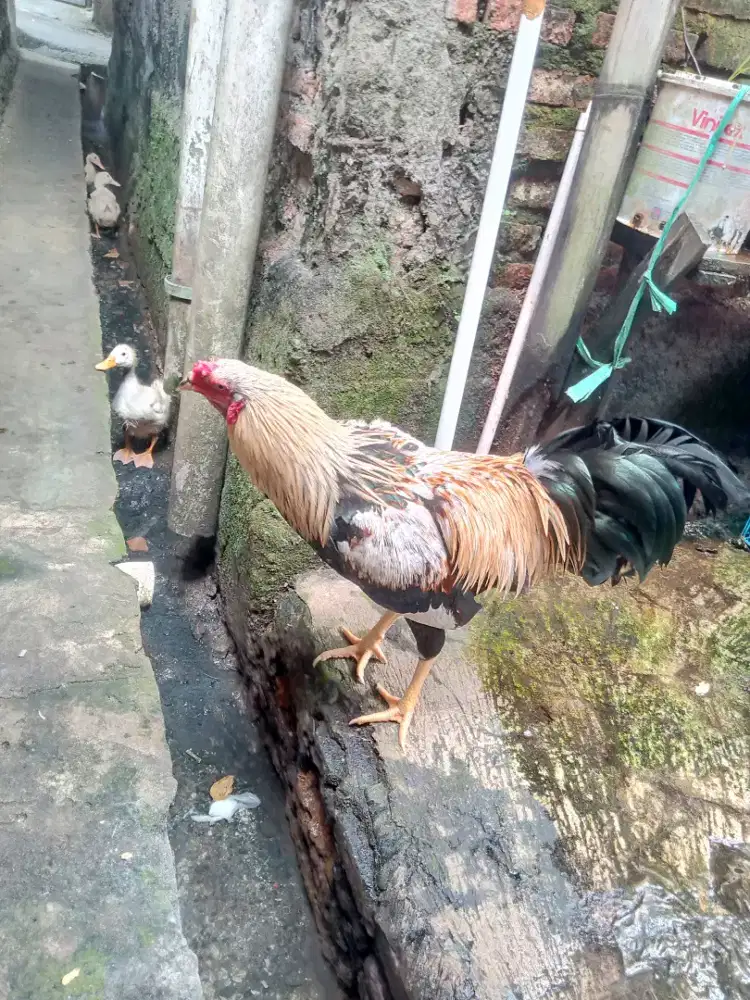 Jual ayam Bangkok vs kampung