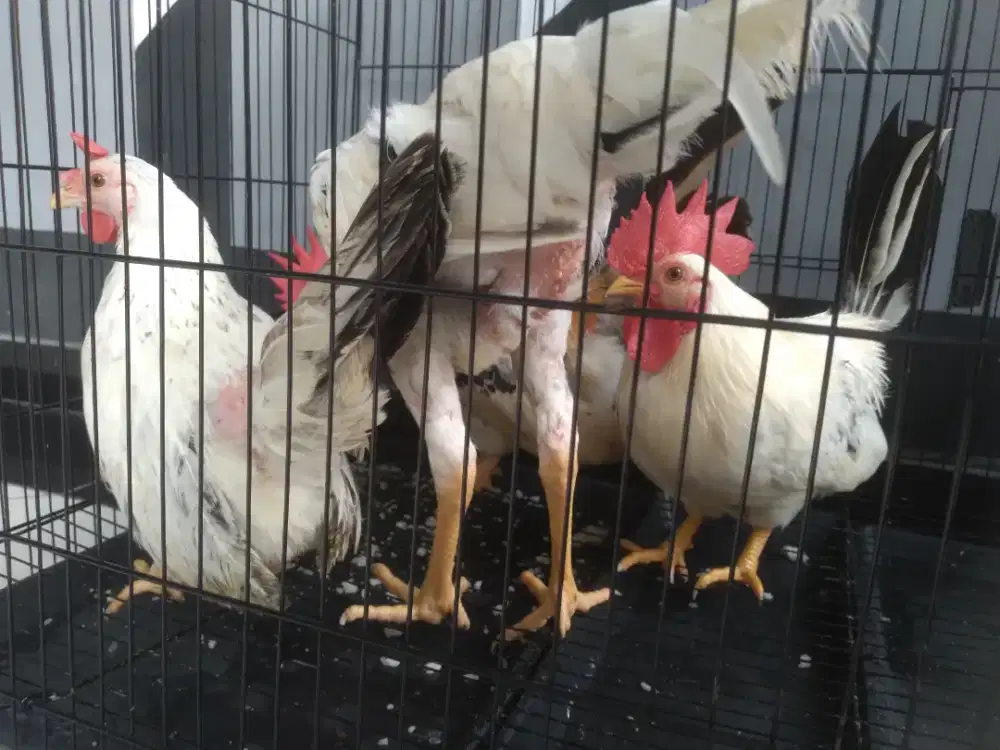 Ayam Kate Putih Buntut Hitam