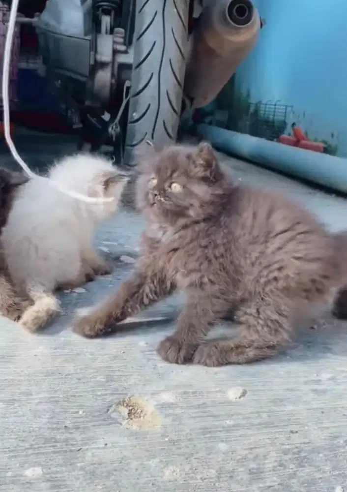 KITTEN PERSIAN HITAM FLATNOSE LONGHAIR BULU KAPAS
