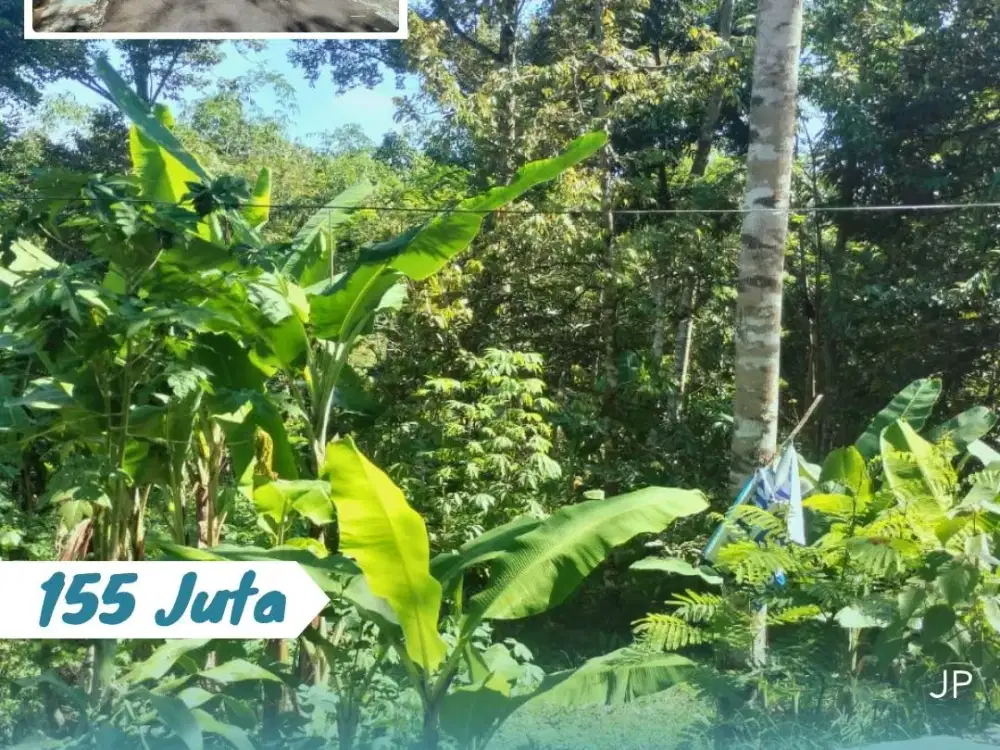 Dijual kebun durian Lokasi Karangpandan