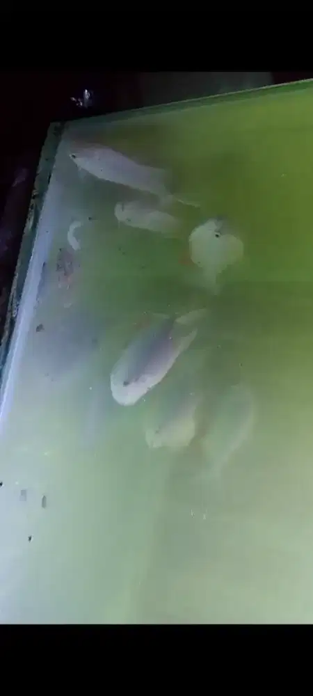 Ikan bawal/pacu albino tankmate arwana/predator