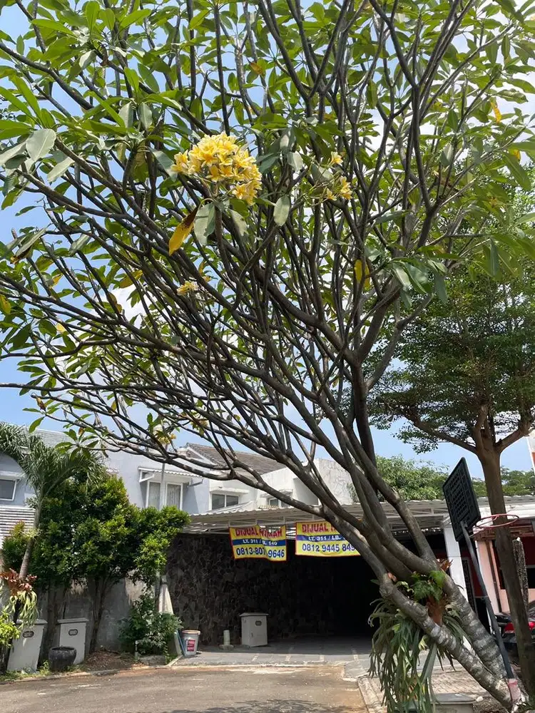 Jual pohon kamboja bunga kuning